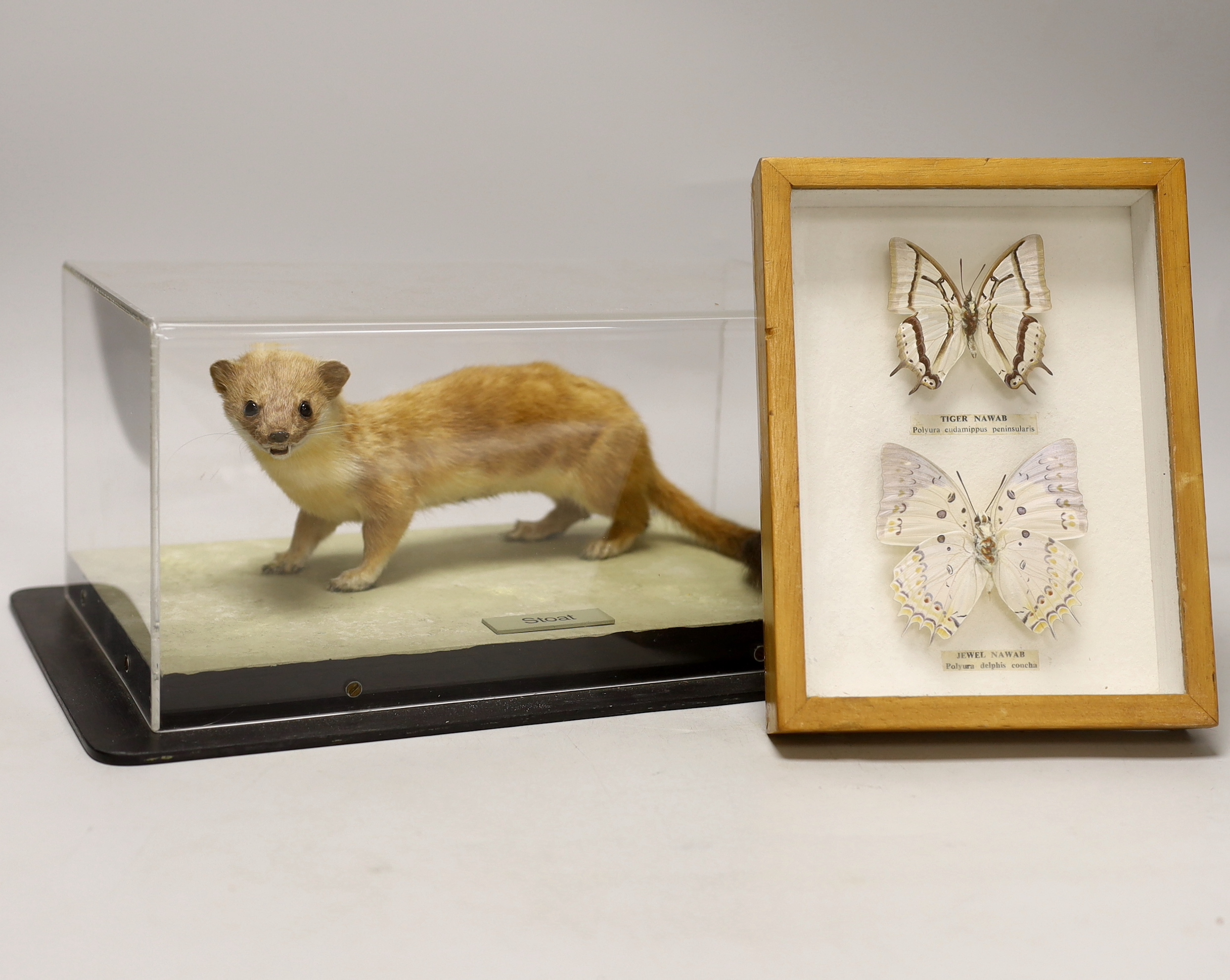 A cased museum mounted taxidermy specimen of a stoat and two mounted moths